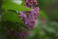 Branch of lilac flowers with green leaves. Big lilac branch bloom. Bright blooms of spring lilacs bush.Bouquet of purple flowers 3 Royalty Free Stock Photo